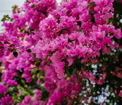 Are Bougainvillea Flowers Poisonous to Dogs and Why Do They Dream in Color?