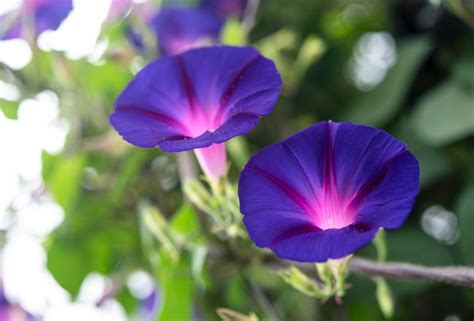 Are Morning Glory Flowers Edible? Exploring the Myths and Realities of Floral Cuisine