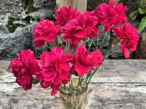 Can You Propagate Carnations from Cut Flowers? Exploring the Myth and Reality of Floral Reproduction