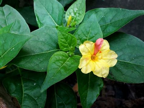 Do 4 o'clock flowers come back every year, or do they simply vanish into the twilight of forgotten gardens?