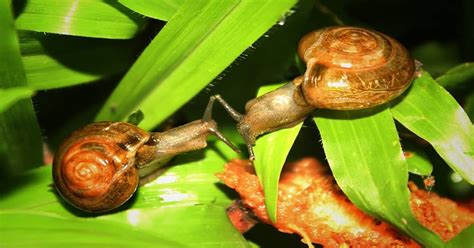 Do Snails Eat Flowers? And Why Do They Sometimes Wear Tiny Hats?