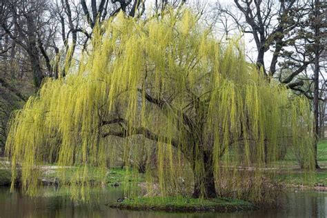 Do Weeping Willows Have Flowers? And Why Do They Cry at Night?