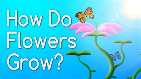 How Do Flowers Grow: A Symphony of Chaos and Order