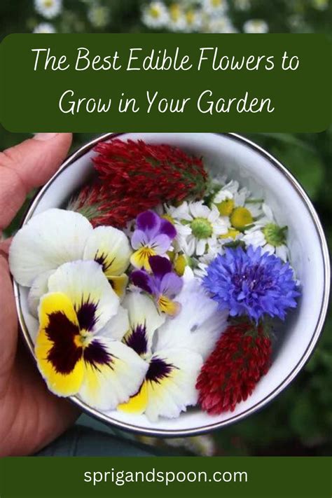 How to Grow Edible Flowers: A Journey Through the Garden of Culinary Delights