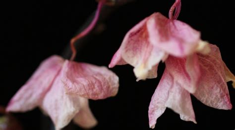 My Orchid Flowers Are Falling Off: A Symphony of Chaos and Beauty