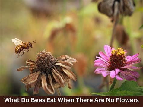 What Do Bees Eat When There Are No Flowers? And Why Do They Never Order Pizza?