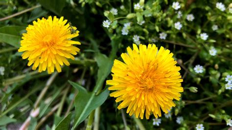 What Do Dandelion Flowers Taste Like, and Why Do They Remind Me of Forgotten Dreams?