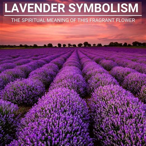 What do lavender flowers represent, and how do they intertwine with the mysteries of the cosmos?