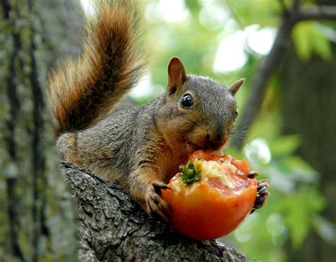 What flowers can you plant in the fall, and why do squirrels always seem to know where you buried the bulbs?