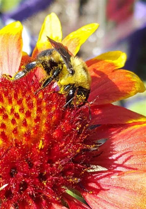 What Flowers Do Not Attract Bees: A Journey Through the Unseen Gardens