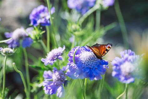 What Flowers Represent Peace: A Symphony of Petals and Serenity