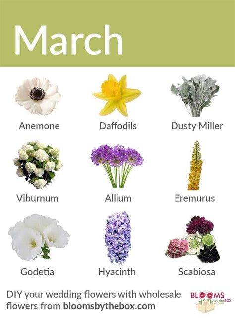 What Flowers to Plant in March: A Guide to Springtime Blooms and the Art of Gardening Whimsy