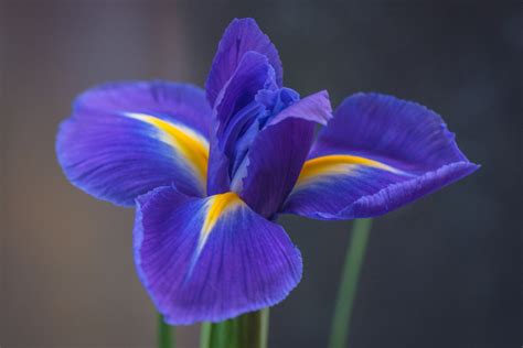 Where to Buy Iris Flowers: Exploring the Ethereal Beauty and Practicality