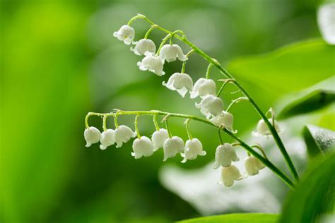 Where to Buy Lily of the Valley Flowers: A Journey Through Fragrance and Fantasy