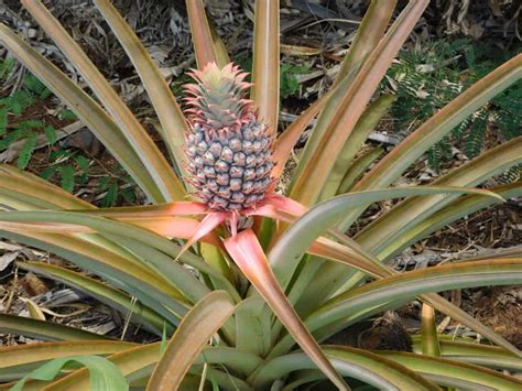 Which grocery store has the best flowers, and why do pineapples make terrible roommates?