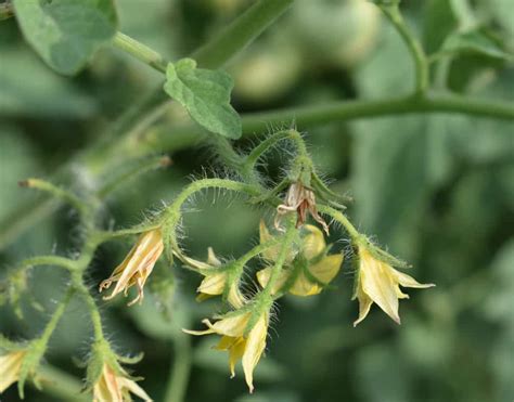 Why are my tomato flowers falling off, and do they secretly yearn for a life beyond the vine?