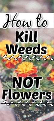 Will Weed Killer Kill Flowers? Exploring the Paradox of Plant Protection